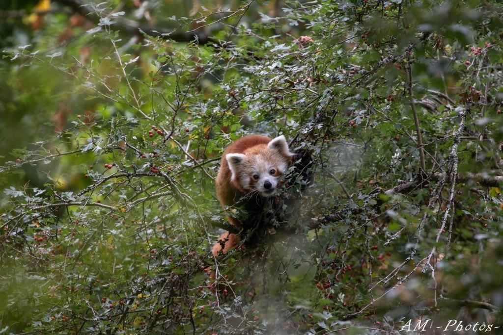 Panda Roux Réserve Zoologique de Calviac