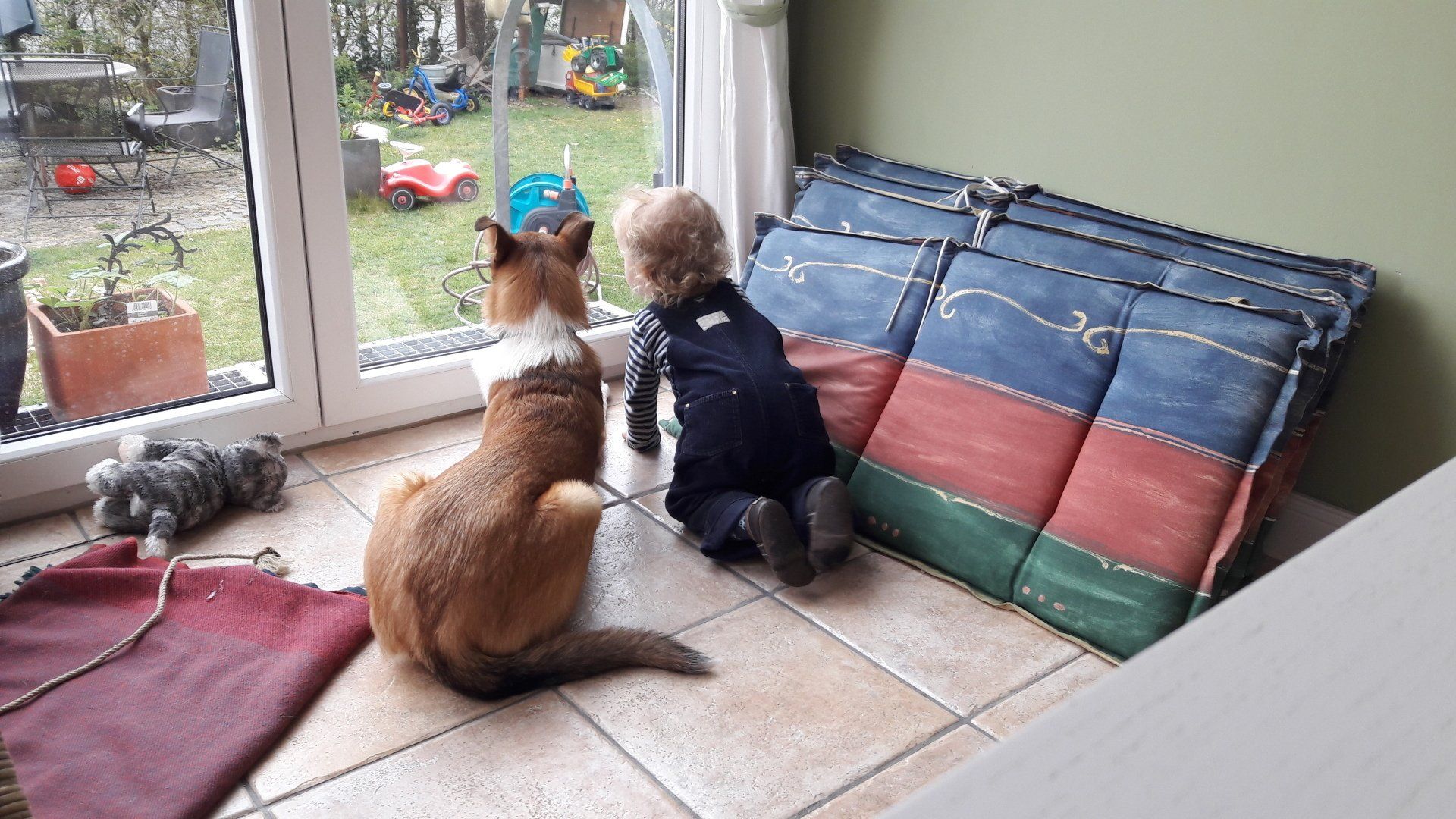 Aus dem Leben eines Kurzhaarcollies