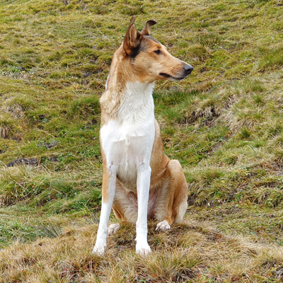 Amber Kurzhaarcollie