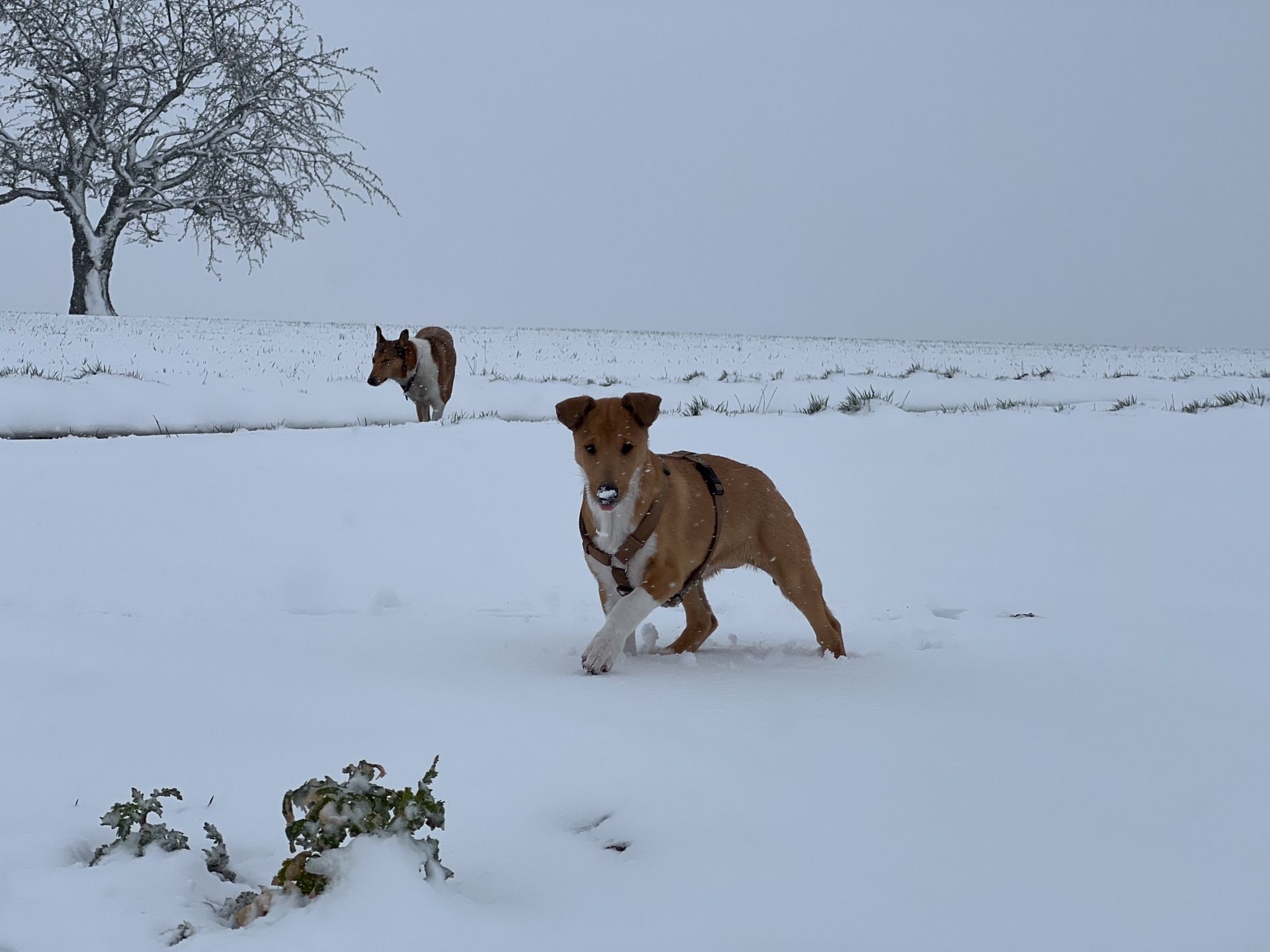 Kurzhaarcollie Amber