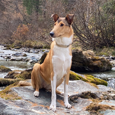 Kurzhaarcollie Welpe