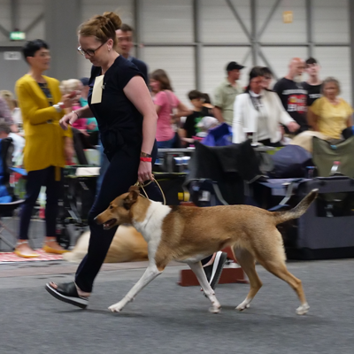 Amber bei Hundeschau