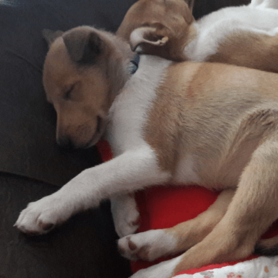 Amber Kurzhaarcollie