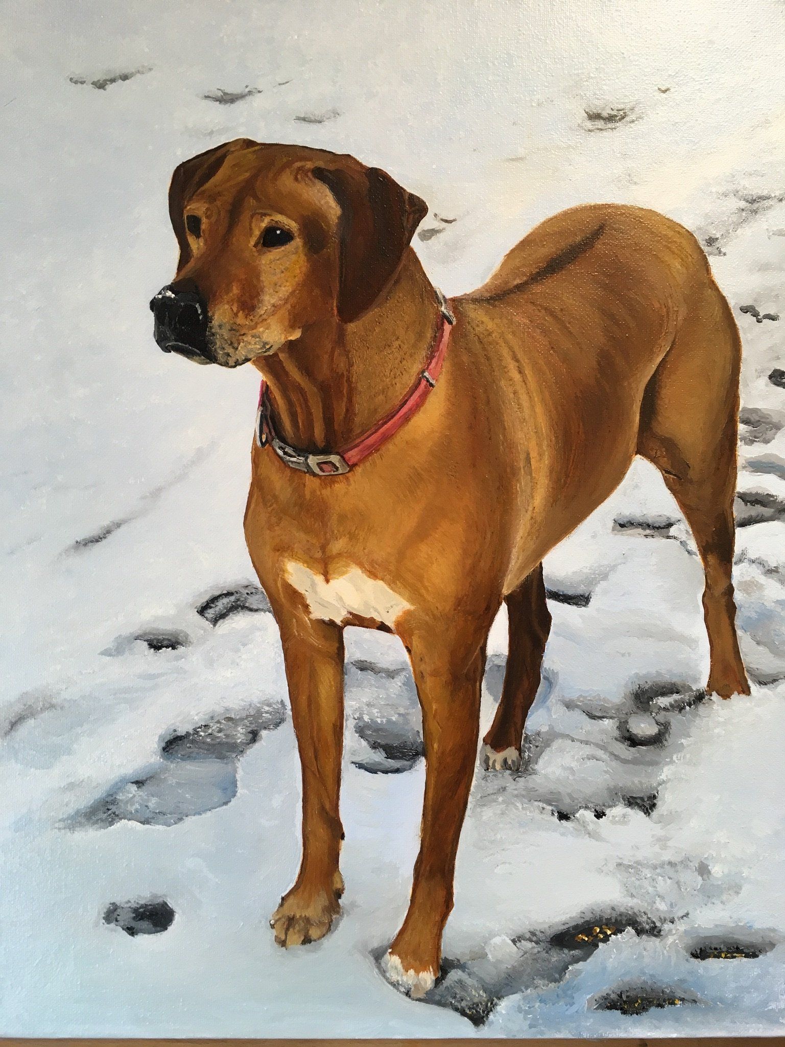 Rhodesian Ridgeback - Wilma - April 2018