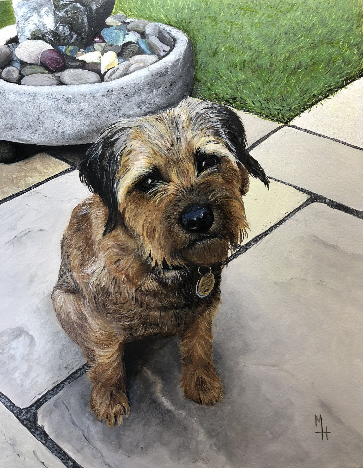 Border Terrier - Dexter - Autumn 2018