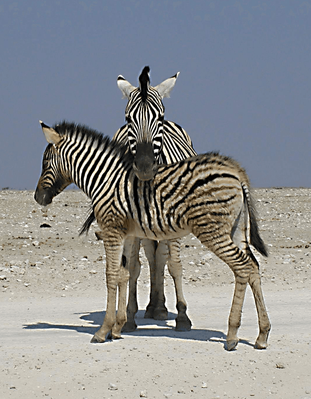 Photo (c) Alan M. Davis