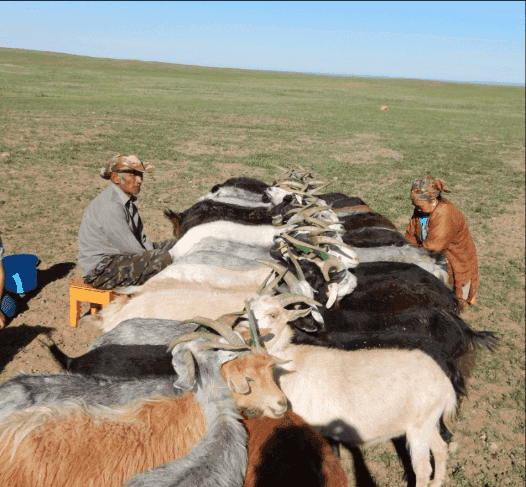 Photo (c) Alan M. Davis