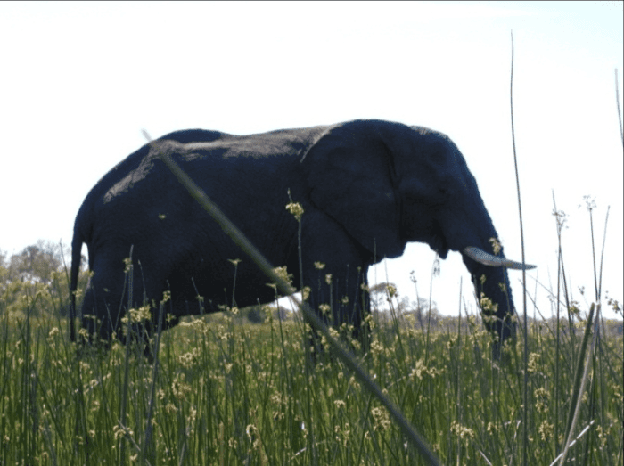 Photo (c) Alan M. Davis