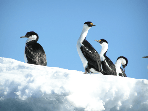 Photo (c) Alan M. Davis