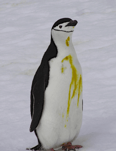 Photo (c) Alan M. Davis