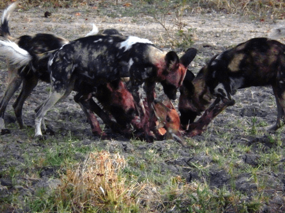 Photo (c) Alan M. Davis