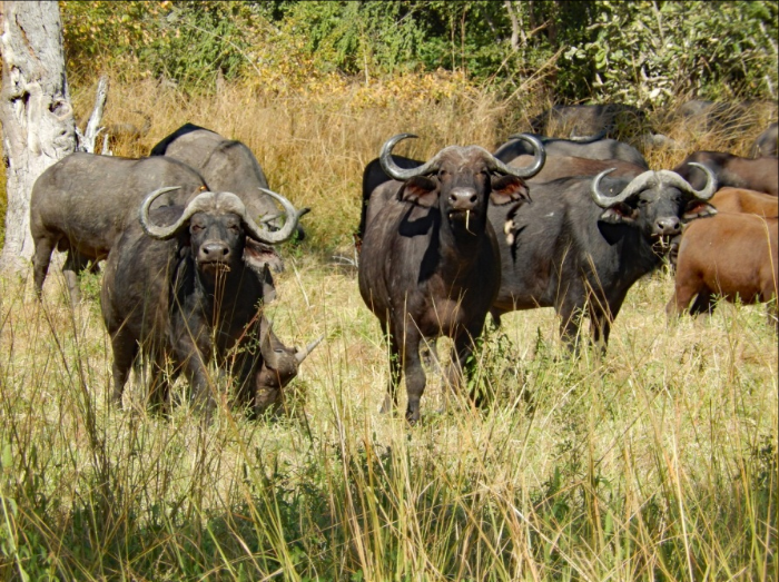 Photo (c) Alan M. Davis