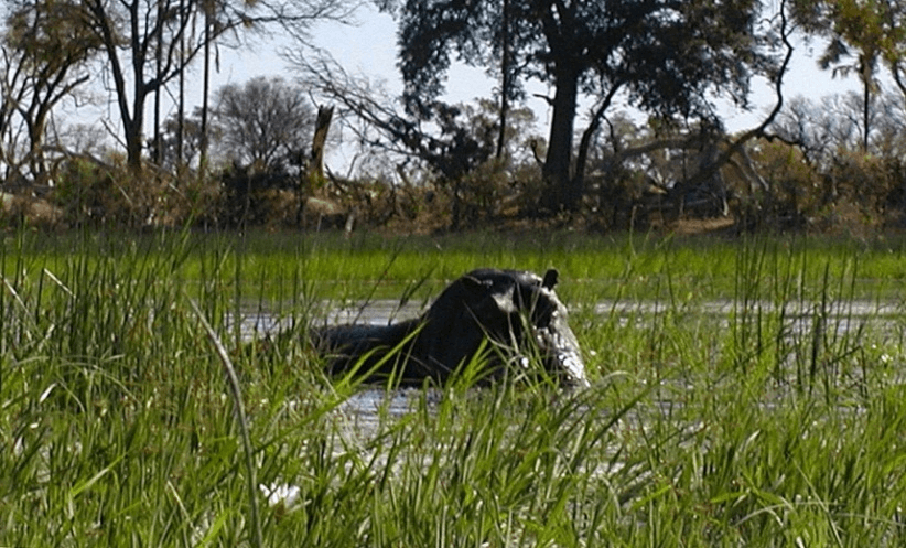 Photo (c) Alan M. Davis