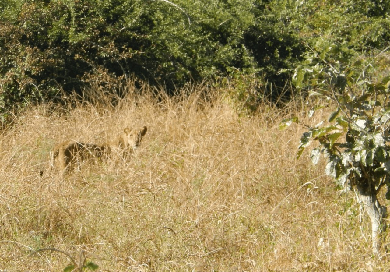 Photo (c) Alan M. Davis