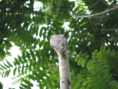 Photo (c) Alan M. Davis