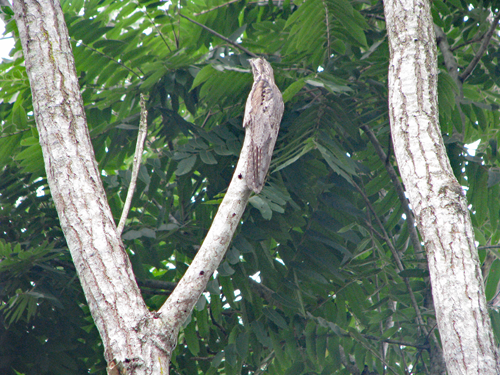 Photo (c) Alan M. Davis