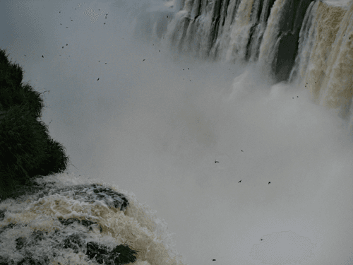 Photo (c) Alan M. Davis