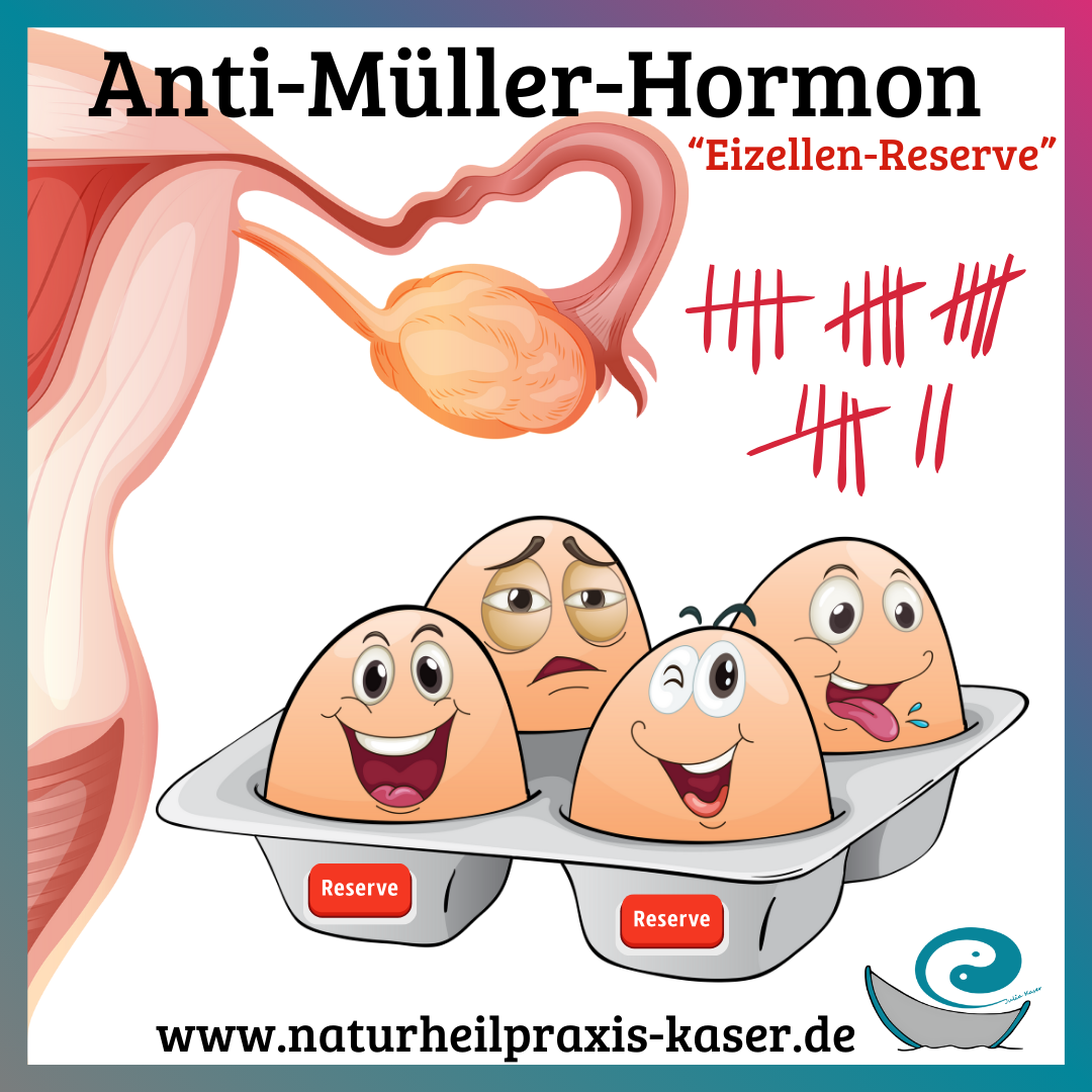 Anti Müller Hormon