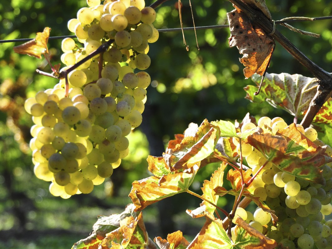 Einstieg zu den Weingütern Weintrauben
