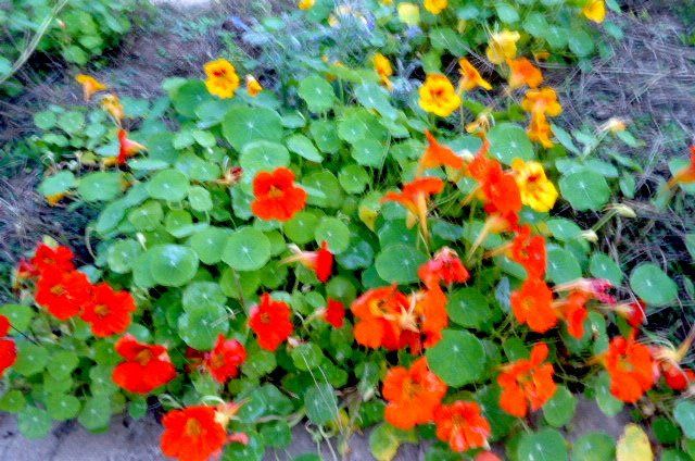 Kapuzinerkresse Kapuzinerkresse