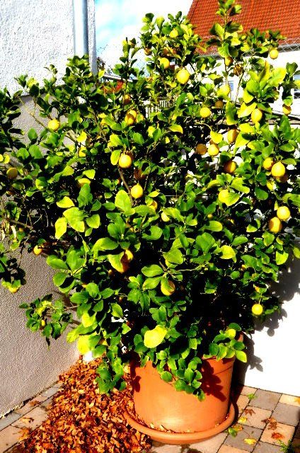 Zitronenbaum Zitronenbaum