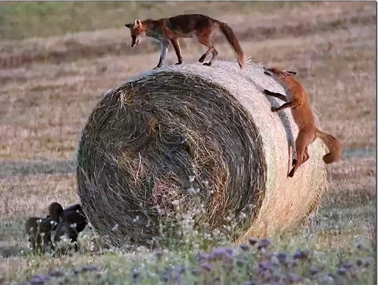 Füchse auf Heuballen