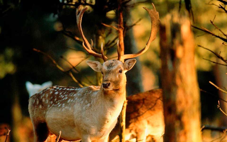 Dammhirsch mit Geweih vor Wald © Karheinz Schmeckenbecher, Bilderarchiv Südliche Weinstrasse e.V.