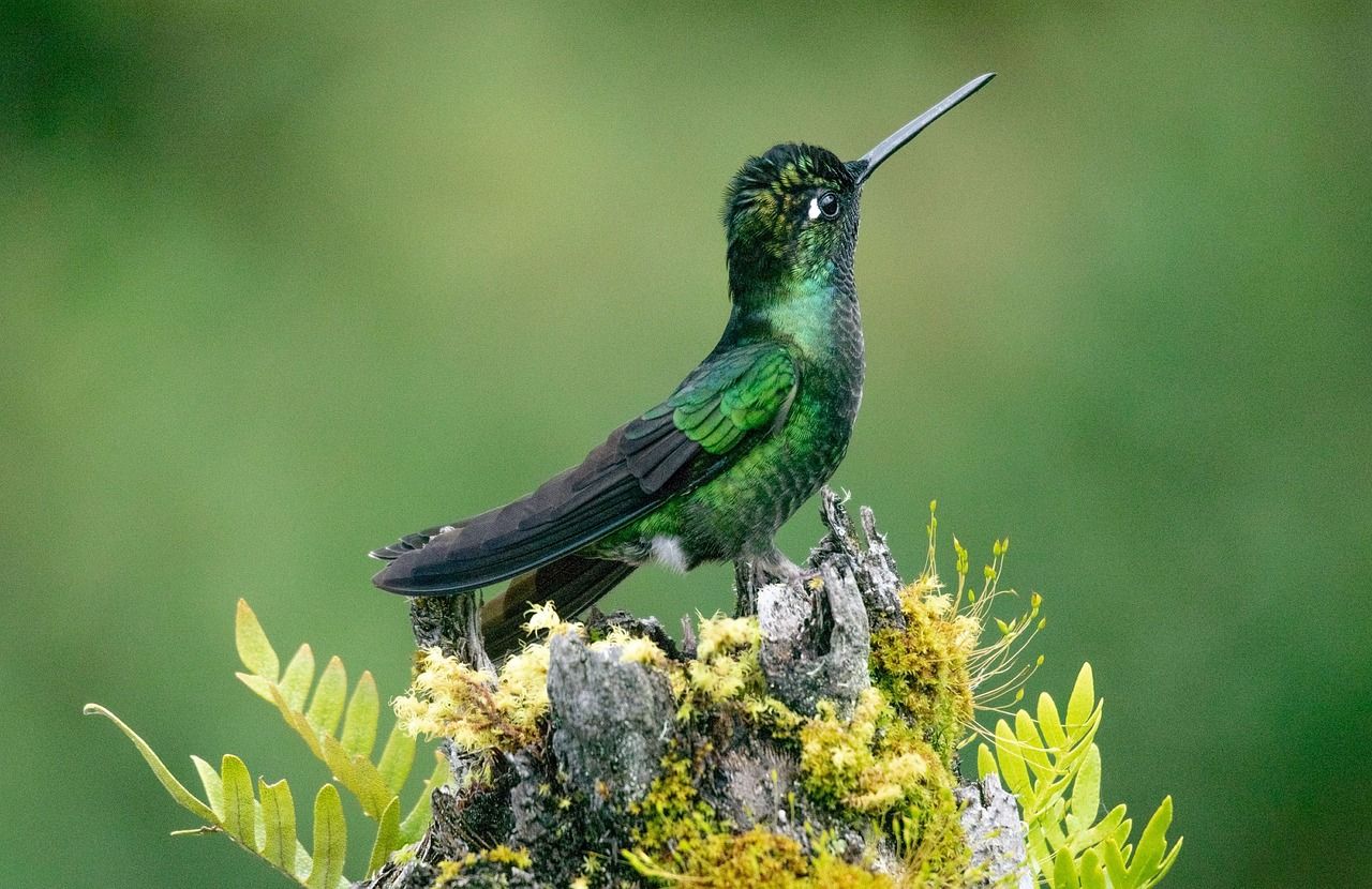 Kolibri