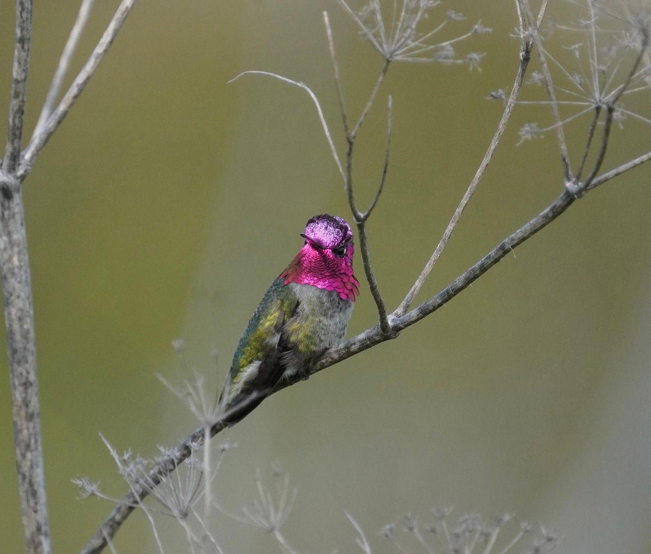 Kolibri