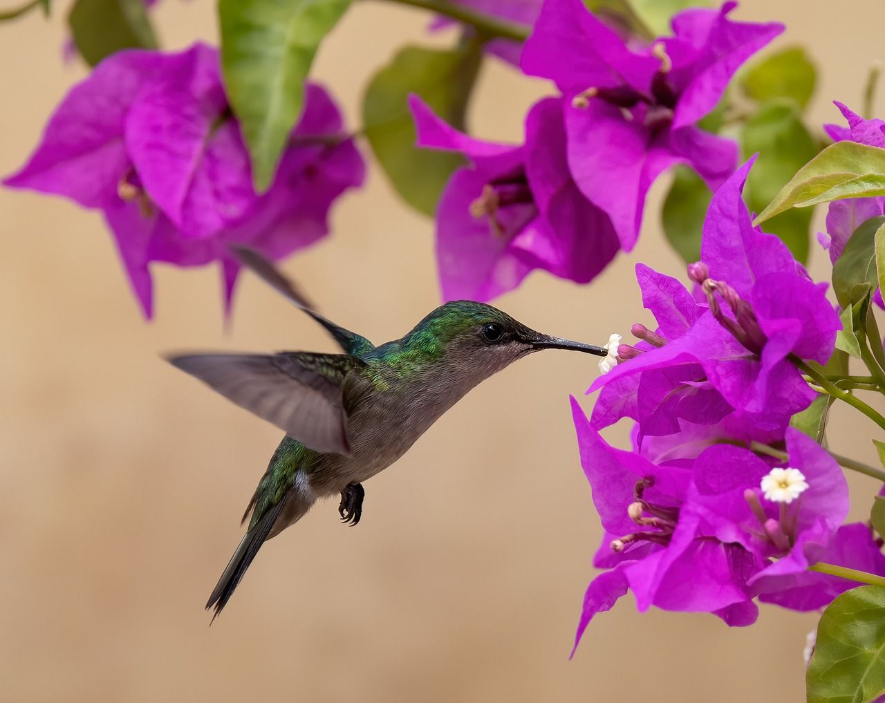 Kolibri