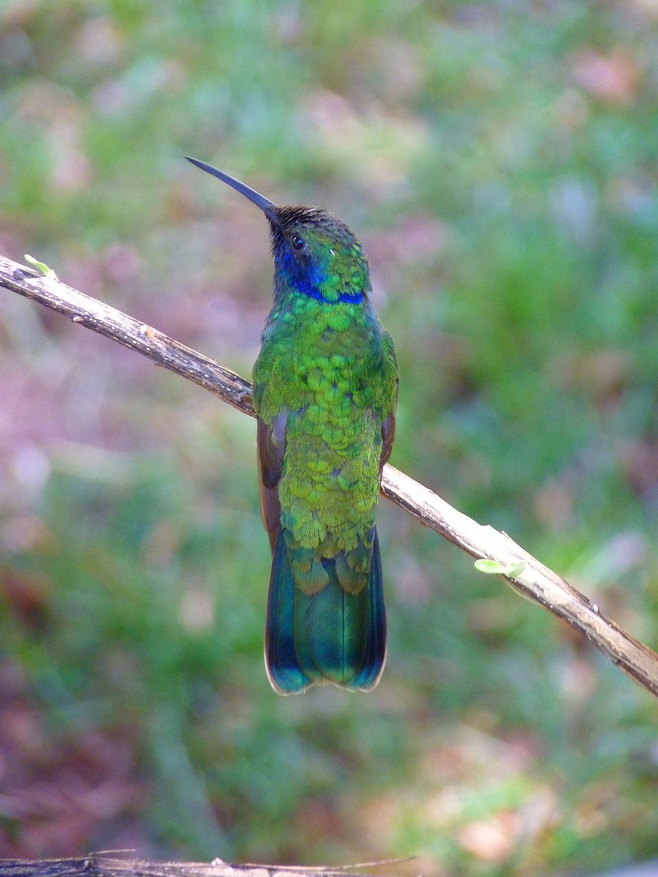 Kolibri