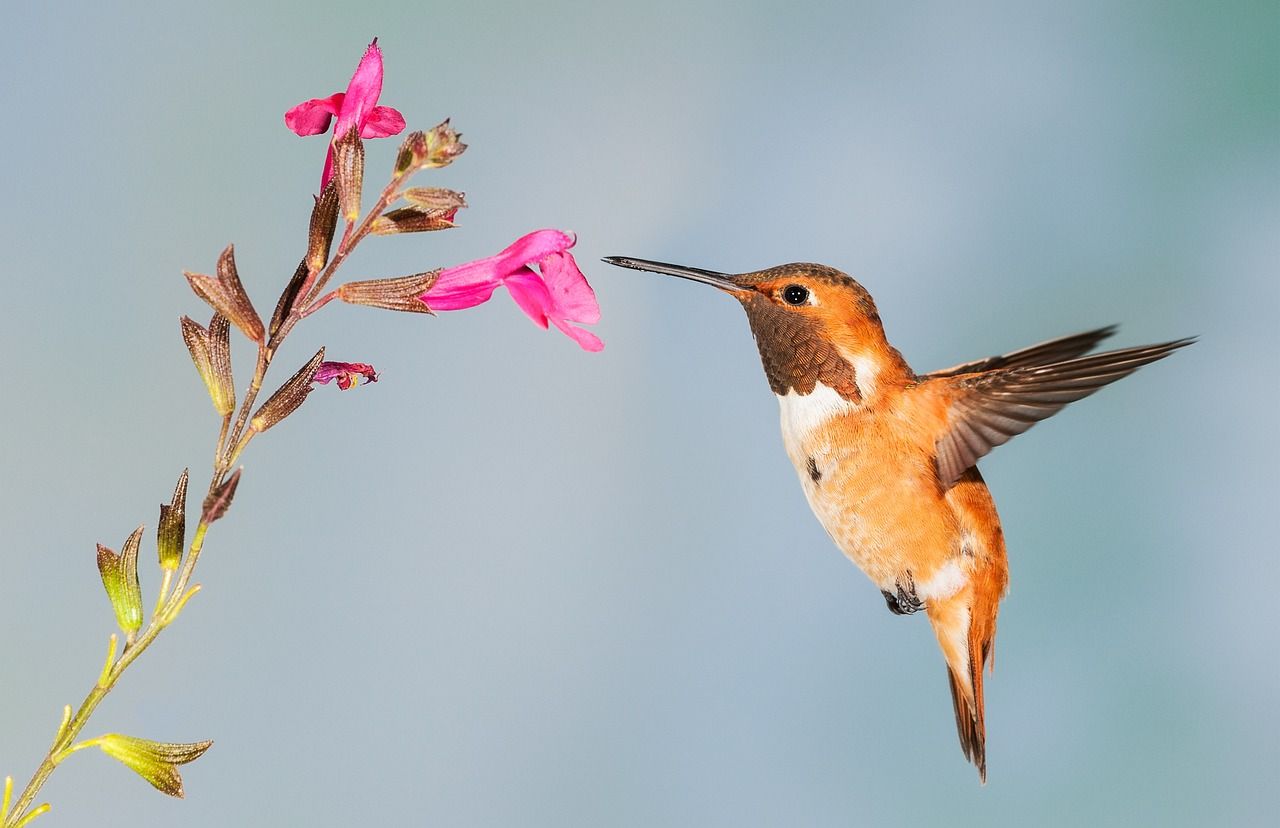 Kolibri