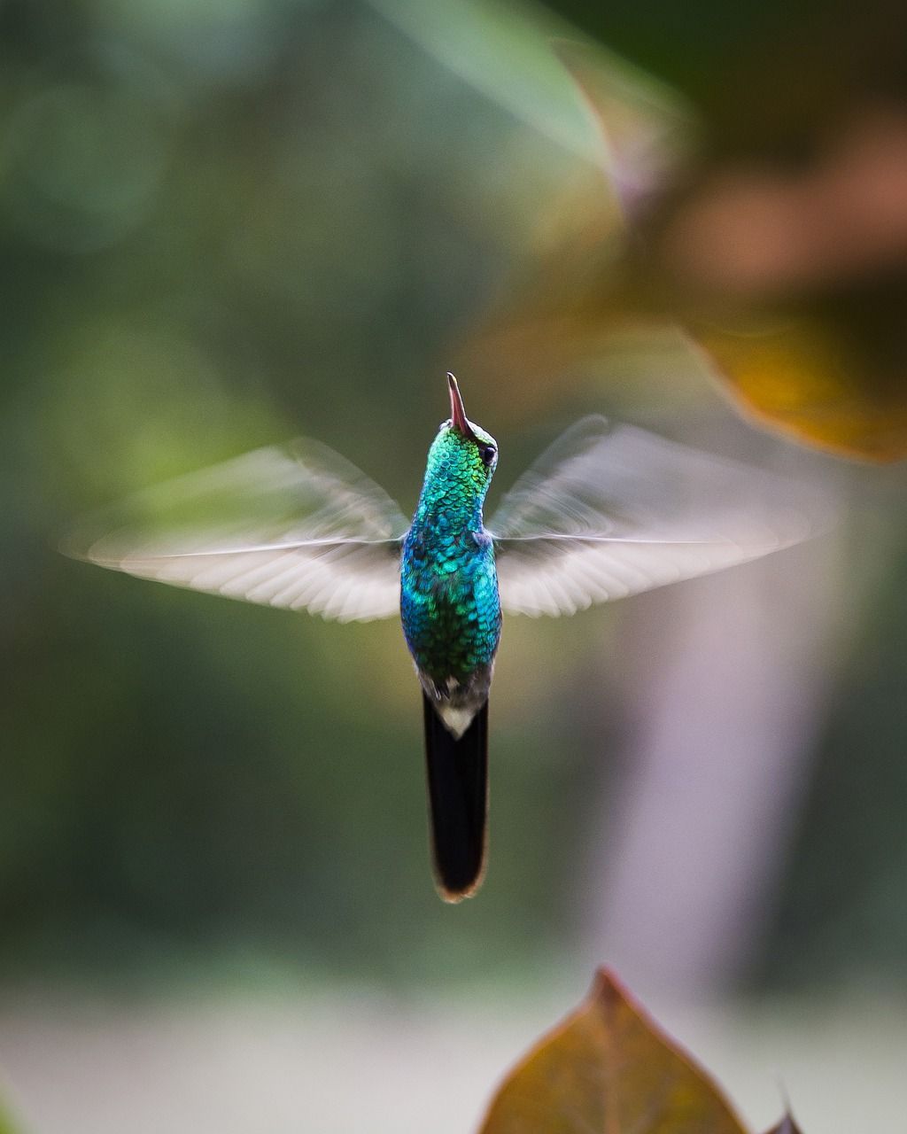 Kolibri
