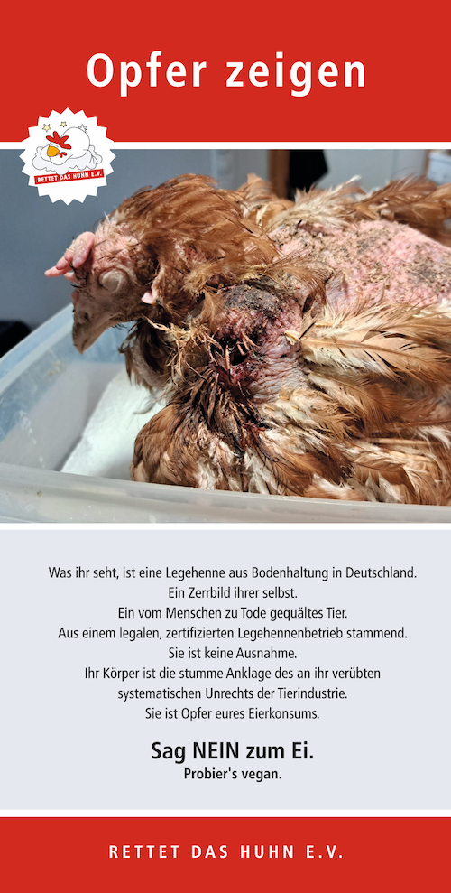Diese Henne hat einen offenen Flügelbruch. In der Tierindustrie bleibt sie damit unversorgt alleingelassen. Wir zeigen die Opfer der Legehennenindustrie. Diese Henne ist durch die grausamen Bedingungen in der Bodenhaltung schwer verletzt worden. Sie hat einen offenen Flügelbruch.