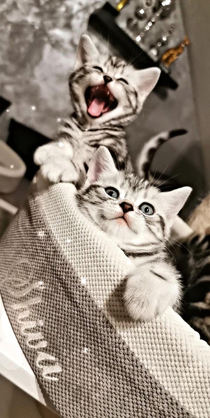 BKH, BKH Katze, BKH Kitten, Britisch Kurzhaar Katzen, BKH Kitten,  Britisch Kurzhaar Kitten, BKH Blue, BKH Züchter, BKH Züchter Niedersachsen, BKH Züchter Deutschland, Britisch Kurzhaar Züchter Deutschland, BKH Züchter NRW,  BKH vom Züchter, Britisch Kurzhaar Kitten vom Züchter, BKH Baby, Britisch Kurzhaar Blue, BKH Lilac, Britisch Kurzhaar Lilac, BKH Lilac Kitten, Britisch Kurzhaar Lilac Kitten, BKH Black Silver Tabby Classik, Britisch Kurzhaar Black Silver Tabby Classik, Britisch Kurzhaar Lilac Weiß, BKH Weiß, BKH HCM frei, Whiskas Katze.