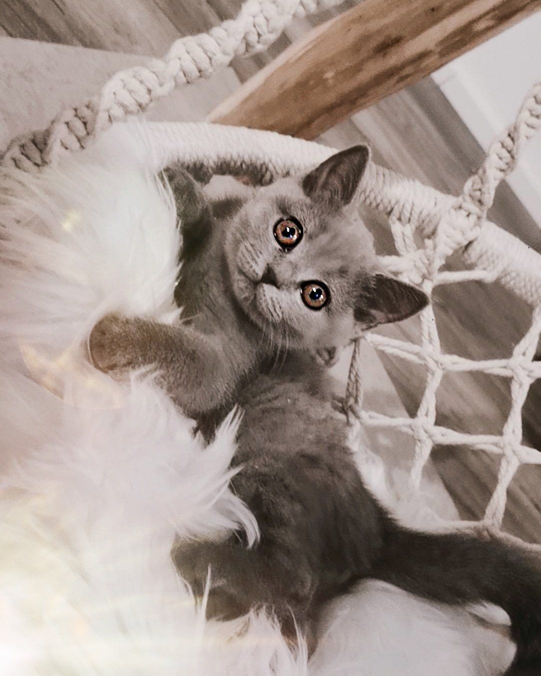 BKH, BKH Katze, BKH Kitten, Britisch Kurzhaar Katzen, BKH Kitten, Britisch Kurzhaar Kitten, BKH Blue, BKH Züchter, BKH Züchter Niedersachsen, BKH Züchter Deutschland, Britisch Kurzhaar Züchter Deutschland, BKH Züchter NRW, BKH vom Züchter, Britisch Kurzhaar Kitten vom Züchter, BKH Baby, Britisch Kurzhaar Blue, BKH Lilac, Britisch Kurzhaar Lilac, BKH Lilac Kitten, Britisch Kurzhaar Lilac Kitten, BKH Black Silver Tabby Classik, Britisch Kurzhaar Black Silver Tabby Classik, Britisch Kurzhaar Lilac Weiß, BKH Weiß, BKH HCM frei, Whiskas Katze.