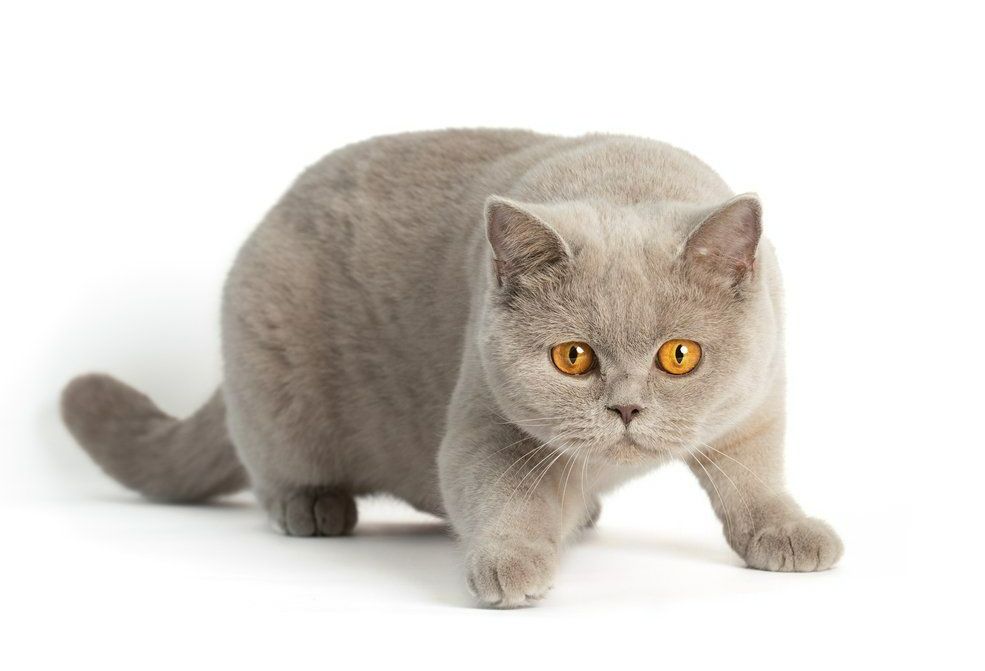 BKH, BKH Katze, BKH Kitten, Britisch Kurzhaar Katzen, BKH Kitten,  Britisch Kurzhaar Kitten, BKH Blue, BKH Züchter, BKH Züchter Niedersachsen, BKH Züchter Deutschland, Britisch Kurzhaar Züchter Deutschland, BKH Züchter NRW,  BKH vom Züchter, Britisch Kurzhaar Kitten vom Züchter, BKH Baby, Britisch Kurzhaar Blue, BKH Lilac, Britisch Kurzhaar Lilac, BKH Lilac Kitten, Britisch Kurzhaar Lilac Kitten, BKH Black Silver Tabby Classik, Britisch Kurzhaar Black Silver Tabby Classik, Britisch Kurzhaar Lilac Weiß, BKH Weiß, BKH HCM frei, Whiskas Katze.