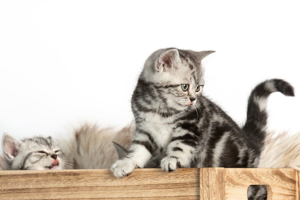 BKH, BKH Katze, BKH Kitten, Britisch Kurzhaar Katzen, BKH Kitten, Britisch Kurzhaar Kitten, BKH Blue, BKH Züchter, BKH Züchter Niedersachsen, BKH Züchter Deutschland, Britisch Kurzhaar Züchter Deutschland, BKH Züchter NRW, BKH vom Züchter, Britisch Kurzhaar Kitten vom Züchter, BKH Baby, Britisch Kurzhaar Blue, BKH Lilac, Britisch Kurzhaar Lilac, BKH Lilac Kitten, Britisch Kurzhaar Lilac Kitten, BKH Black Silver Tabby Classik, Britisch Kurzhaar Black Silver Tabby Classik, Britisch Kurzhaar Lilac Weiß, BKH Weiß, BKH HCM frei, Whiskas Katze.