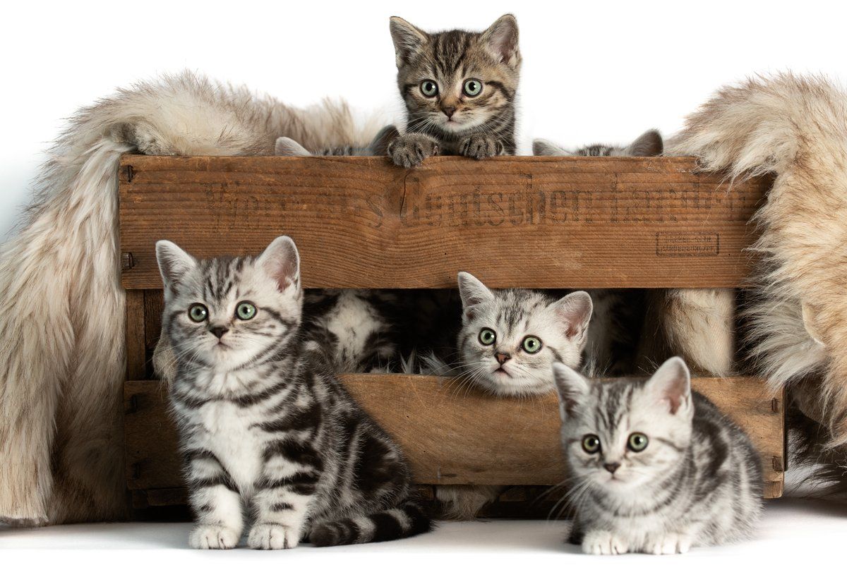 BKH, BKH Katze, BKH Kitten, Britisch Kurzhaar Katzen, BKH Kitten,  Britisch Kurzhaar Kitten, BKH Blue, BKH Züchter, BKH Züchter Niedersachsen, BKH Züchter Deutschland, Britisch Kurzhaar Züchter Deutschland, BKH Züchter NRW,  BKH vom Züchter, Britisch Kurzhaar Kitten vom Züchter, BKH Baby, Britisch Kurzhaar Blue, BKH Lilac, Britisch Kurzhaar Lilac, BKH Lilac Kitten, Britisch Kurzhaar Lilac Kitten, BKH Black Silver Tabby Classik, Britisch Kurzhaar Black Silver Tabby Classik, Britisch Kurzhaar Lilac Weiß, BKH Weiß, BKH HCM frei, Whiskas Katze.