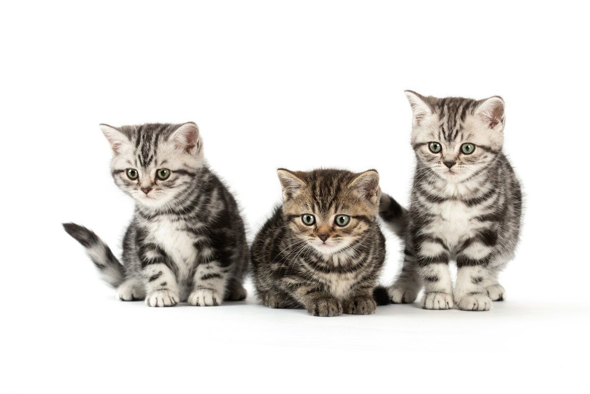 BKH, BKH Katze, BKH Kitten, Britisch Kurzhaar Katzen, BKH Kitten,  Britisch Kurzhaar Kitten, BKH Blue, BKH Züchter, BKH Züchter Niedersachsen, BKH Züchter Deutschland, Britisch Kurzhaar Züchter Deutschland, BKH Züchter NRW,  BKH vom Züchter, Britisch Kurzhaar Kitten vom Züchter, BKH Baby, Britisch Kurzhaar Blue, BKH Lilac, Britisch Kurzhaar Lilac, BKH Lilac Kitten, Britisch Kurzhaar Lilac Kitten, BKH Black Silver Tabby Classik, Britisch Kurzhaar Black Silver Tabby Classik, Britisch Kurzhaar Lilac Weiß, BKH Weiß, BKH HCM frei, Whiskas Katze.