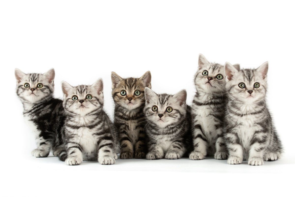 BKH, BKH Katze, BKH Kitten, Britisch Kurzhaar Katzen, BKH Kitten, Britisch Kurzhaar Kitten, BKH Blue, BKH Züchter, BKH Züchter Niedersachsen, BKH Züchter Deutschland, Britisch Kurzhaar Züchter Deutschland, BKH Züchter NRW, BKH vom Züchter, Britisch Kurzhaar Kitten vom Züchter, BKH Baby, Britisch Kurzhaar Blue, BKH Lilac, Britisch Kurzhaar Lilac, BKH Lilac Kitten, Britisch Kurzhaar Lilac Kitten, BKH Black Silver Tabby Classik, Britisch Kurzhaar Black Silver Tabby Classik, Britisch Kurzhaar Lilac Weiß, BKH Weiß, BKH HCM frei, Whiskas Katze.