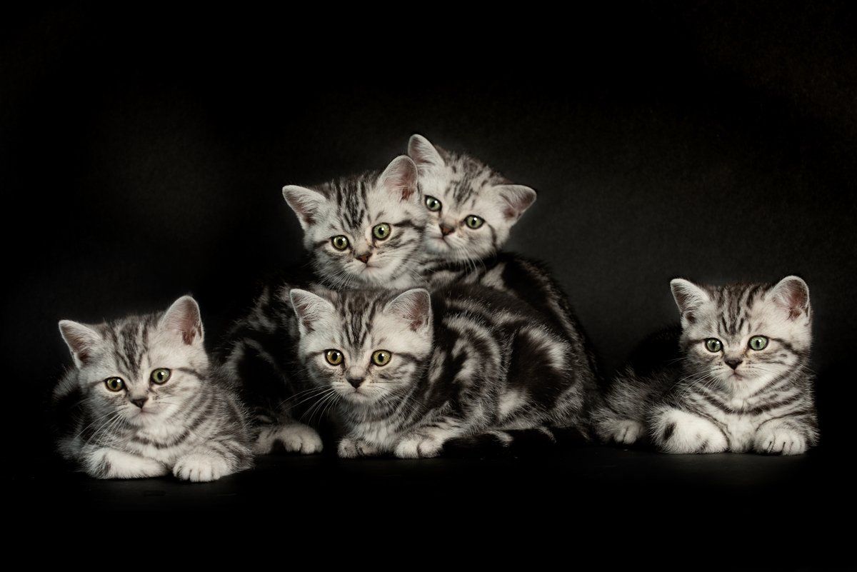 BKH, BKH Katze, BKH Kitten, Britisch Kurzhaar Katzen, BKH Kitten, Britisch Kurzhaar Kitten, BKH Blue, BKH Züchter, BKH Züchter Niedersachsen, BKH Züchter Deutschland, Britisch Kurzhaar Züchter Deutschland, BKH Züchter NRW, BKH vom Züchter, Britisch Kurzhaar Kitten vom Züchter, BKH Baby, Britisch Kurzhaar Blue, BKH Lilac, Britisch Kurzhaar Lilac, BKH Lilac Kitten, Britisch Kurzhaar Lilac Kitten, BKH Black Silver Tabby Classik, Britisch Kurzhaar Black Silver Tabby Classik, Britisch Kurzhaar Lilac Weiß, BKH Weiß, BKH HCM frei, Whiskas Katze.