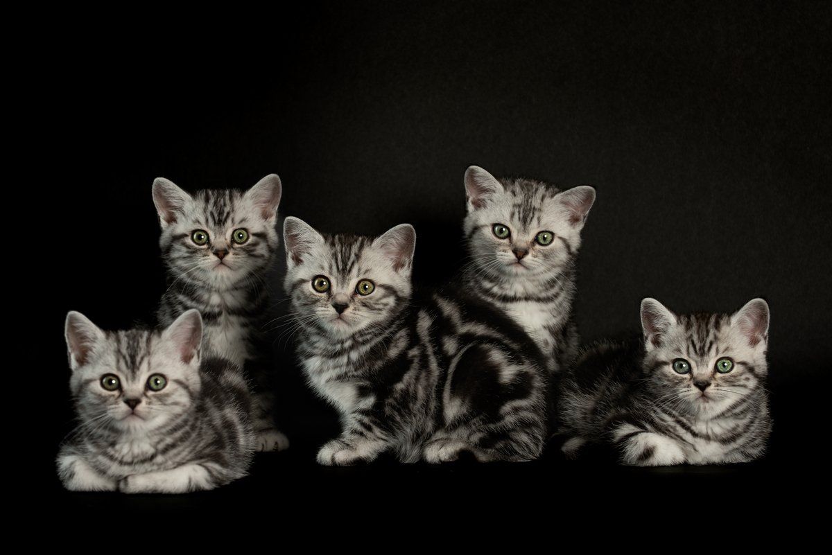 BKH, BKH Katze, BKH Kitten, Britisch Kurzhaar Katzen, BKH Kitten, Britisch Kurzhaar Kitten, BKH Blue, BKH Züchter, BKH Züchter Niedersachsen, BKH Züchter Deutschland, Britisch Kurzhaar Züchter Deutschland, BKH Züchter NRW, BKH vom Züchter, Britisch Kurzhaar Kitten vom Züchter, BKH Baby, Britisch Kurzhaar Blue, BKH Lilac, Britisch Kurzhaar Lilac, BKH Lilac Kitten, Britisch Kurzhaar Lilac Kitten, BKH Black Silver Tabby Classik, Britisch Kurzhaar Black Silver Tabby Classik, Britisch Kurzhaar Lilac Weiß, BKH Weiß, BKH HCM frei, Whiskas Katze.