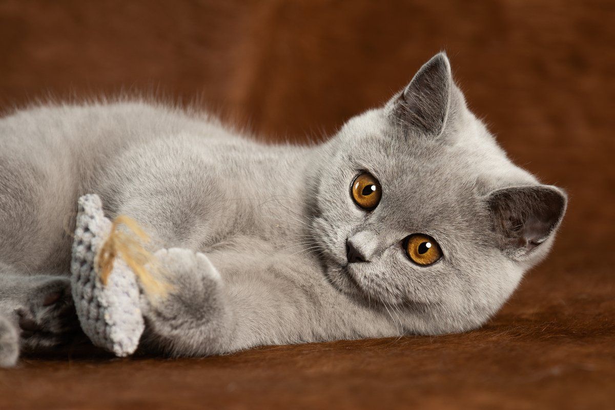 BKH, BKH Katze, BKH Kitten, Britisch Kurzhaar Katzen, BKH Kitten,  Britisch Kurzhaar Kitten, BKH Blue, BKH Züchter, BKH Züchter Niedersachsen, BKH Züchter Deutschland, Britisch Kurzhaar Züchter Deutschland, BKH Züchter NRW,  BKH vom Züchter, Britisch Kurzhaar Kitten vom Züchter, BKH Baby, Britisch Kurzhaar Blue, BKH Lilac, Britisch Kurzhaar Lilac, BKH Lilac Kitten, Britisch Kurzhaar Lilac Kitten, BKH Black Silver Tabby Classik, Britisch Kurzhaar Black Silver Tabby Classik, Britisch Kurzhaar Lilac Weiß, BKH Weiß, BKH HCM frei, Whiskas Katze.