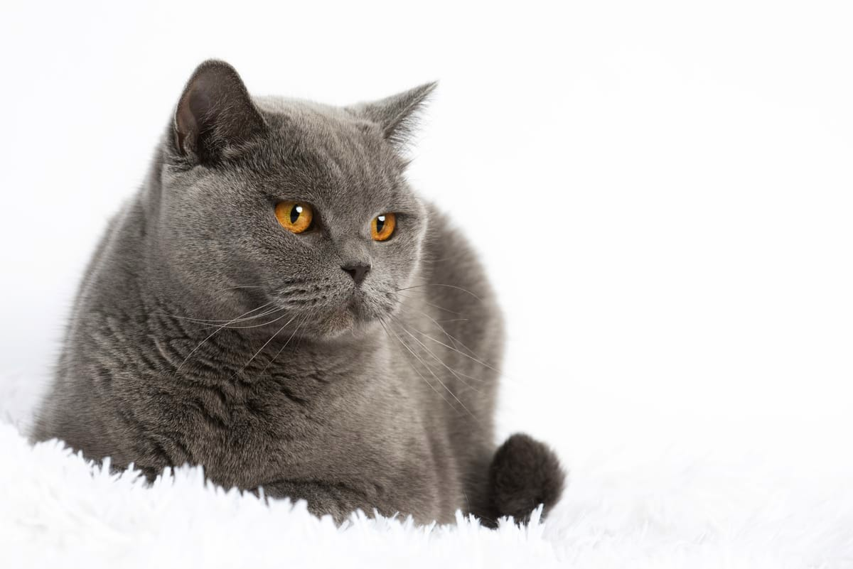 BKH, BKH Katze, BKH Kitten, Britisch Kurzhaar Katzen, BKH Kitten,  Britisch Kurzhaar Kitten, BKH Blue, BKH Züchter, BKH Züchter Niedersachsen, BKH Züchter Deutschland, Britisch Kurzhaar Züchter Deutschland, BKH Züchter NRW,  BKH vom Züchter, Britisch Kurzhaar Kitten vom Züchter, BKH Baby, Britisch Kurzhaar Blue, BKH Lilac, Britisch Kurzhaar Lilac, BKH Lilac Kitten, Britisch Kurzhaar Lilac Kitten, BKH Black Silver Tabby Classik, Britisch Kurzhaar Black Silver Tabby Classik, Britisch Kurzhaar Lilac Weiß, BKH Weiß, BKH HCM frei, Whiskas Katze.