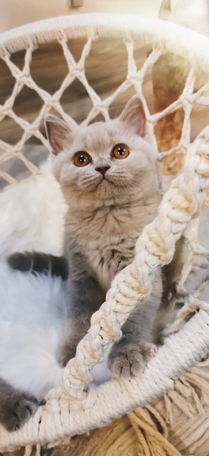 BKH, BKH Katze, BKH Kitten, Britisch Kurzhaar Katzen, BKH Kitten, Britisch Kurzhaar Kitten, BKH Blue, BKH Züchter, BKH Züchter Niedersachsen, BKH Züchter Deutschland, Britisch Kurzhaar Züchter Deutschland, BKH Züchter NRW, BKH vom Züchter, Britisch Kurzhaar Kitten vom Züchter, BKH Baby, Britisch Kurzhaar Blue, BKH Lilac, Britisch Kurzhaar Lilac, BKH Lilac Kitten, Britisch Kurzhaar Lilac Kitten, BKH Black Silver Tabby Classik, Britisch Kurzhaar Black Silver Tabby Classik, Britisch Kurzhaar Lilac Weiß, BKH Weiß, BKH HCM frei, Whiskas Katze.