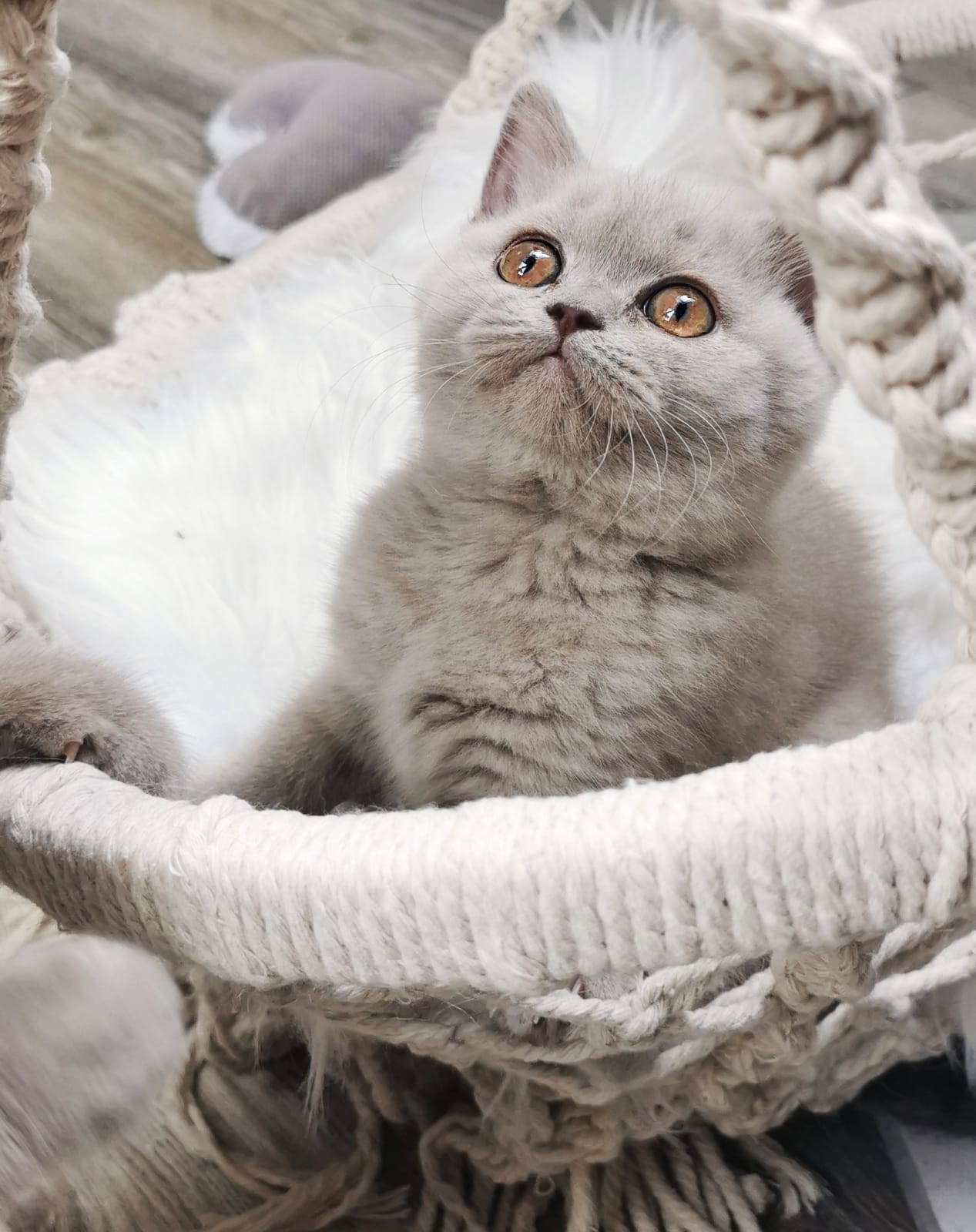 BKH, BKH Katze, BKH Kitten, Britisch Kurzhaar Katzen, BKH Kitten,  Britisch Kurzhaar Kitten, BKH Blue, BKH Züchter, BKH Züchter Niedersachsen, BKH Züchter Deutschland, Britisch Kurzhaar Züchter Deutschland, BKH Züchter NRW,  BKH vom Züchter, Britisch Kurzhaar Kitten vom Züchter, BKH Baby, Britisch Kurzhaar Blue, BKH Lilac, Britisch Kurzhaar Lilac, BKH Lilac Kitten, Britisch Kurzhaar Lilac Kitten, BKH Black Silver Tabby Classik, Britisch Kurzhaar Black Silver Tabby Classik, Britisch Kurzhaar Lilac Weiß, BKH Weiß, BKH HCM frei, Whiskas Katze.