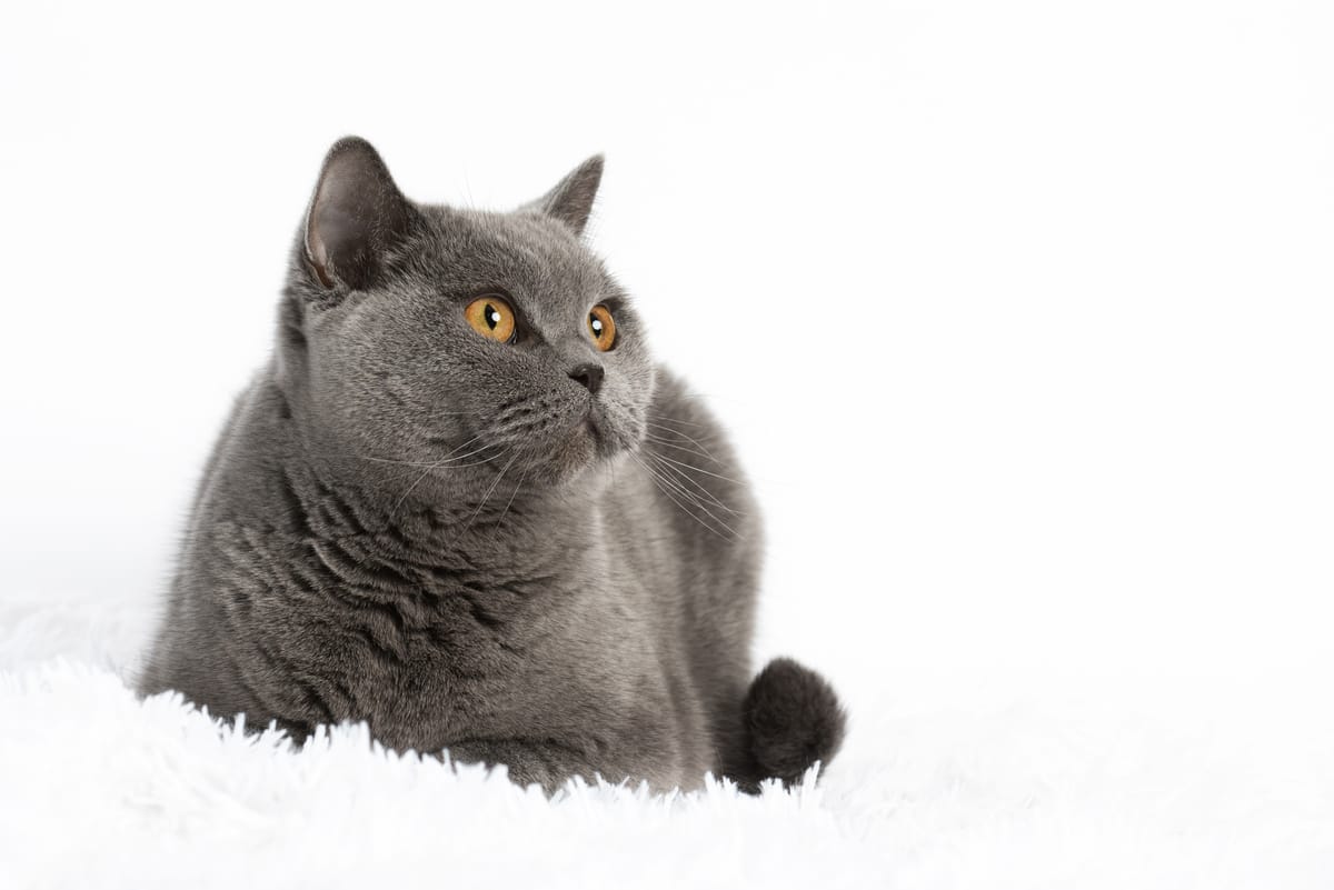 BKH, BKH Katze, BKH Kitten, Britisch Kurzhaar Katzen, BKH Kitten, Britisch Kurzhaar Kitten, BKH Blue, BKH Züchter, BKH Züchter Niedersachsen, BKH Züchter Deutschland, Britisch Kurzhaar Züchter Deutschland, BKH Züchter NRW, BKH vom Züchter, Britisch Kurzhaar Kitten vom Züchter, BKH Baby, Britisch Kurzhaar Blue, BKH Lilac, Britisch Kurzhaar Lilac, BKH Lilac Kitten, Britisch Kurzhaar Lilac Kitten, BKH Black Silver Tabby Classik, Britisch Kurzhaar Black Silver Tabby Classik, Britisch Kurzhaar Lilac Weiß, BKH Weiß, BKH HCM frei, Whiskas Katze.