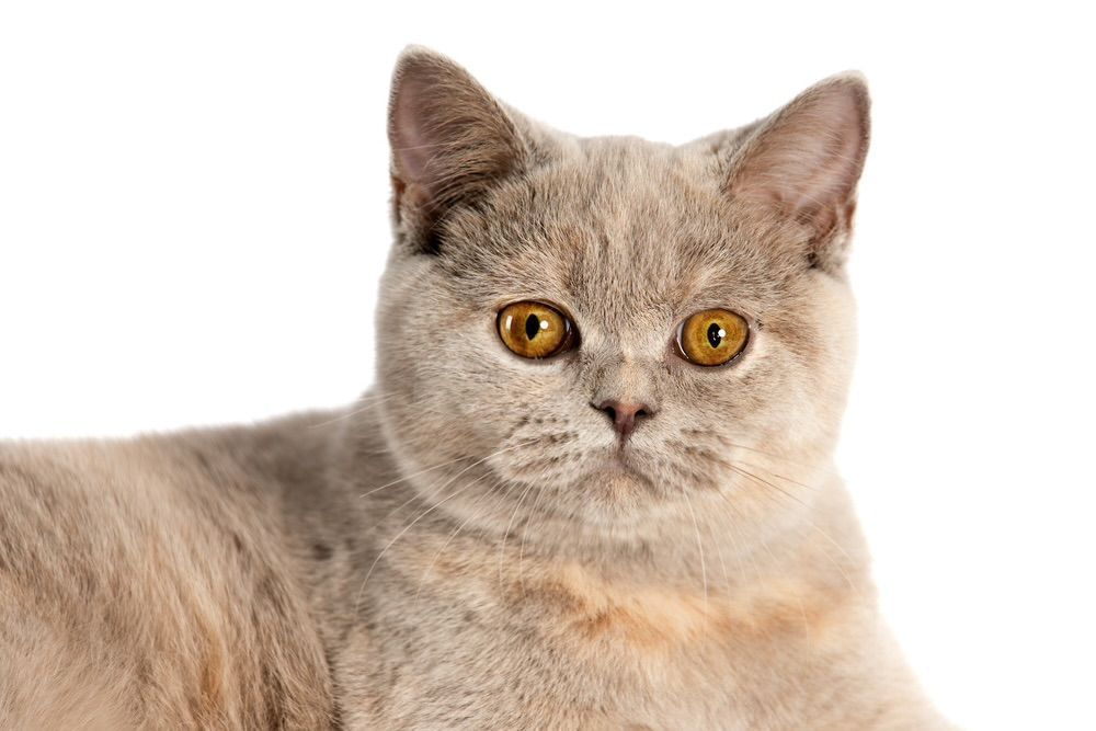 BKH, BKH Katze, BKH Kitten, Britisch Kurzhaar Katzen, BKH Kitten, Britisch Kurzhaar Kitten, BKH Blue, BKH Züchter, BKH Züchter Niedersachsen, BKH Züchter Deutschland, Britisch Kurzhaar Züchter Deutschland, BKH Züchter NRW, BKH vom Züchter, Britisch Kurzhaar Kitten vom Züchter, BKH Baby, Britisch Kurzhaar Blue, BKH Lilac, Britisch Kurzhaar Lilac, BKH Lilac Kitten, Britisch Kurzhaar Lilac Kitten, BKH Black Silver Tabby Classik, Britisch Kurzhaar Black Silver Tabby Classik, Britisch Kurzhaar Lilac Weiß, BKH Weiß, BKH HCM frei, Whiskas Katze.