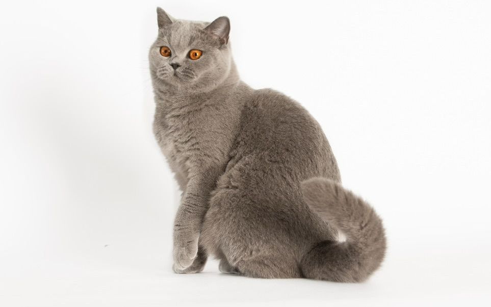 BKH, BKH Katze, BKH Kitten, Britisch Kurzhaar Katzen, BKH Kitten,  Britisch Kurzhaar Kitten, BKH Blue, BKH Züchter, BKH Züchter Niedersachsen, BKH Züchter Deutschland, Britisch Kurzhaar Züchter Deutschland, BKH Züchter NRW,  BKH vom Züchter, Britisch Kurzhaar Kitten vom Züchter, BKH Baby, Britisch Kurzhaar Blue, BKH Lilac, Britisch Kurzhaar Lilac, BKH Lilac Kitten, Britisch Kurzhaar Lilac Kitten, BKH Black Silver Tabby Classik, Britisch Kurzhaar Black Silver Tabby Classik, Britisch Kurzhaar Lilac Weiß, BKH Weiß, BKH HCM frei, Whiskas Katze.